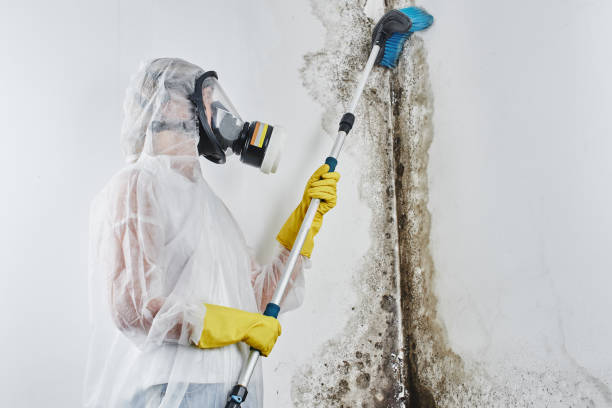 Best Basement Mold Remediation in Mulberry, OH