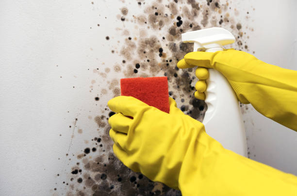 Best Emergency Mold Remediation in Mulberry, OH