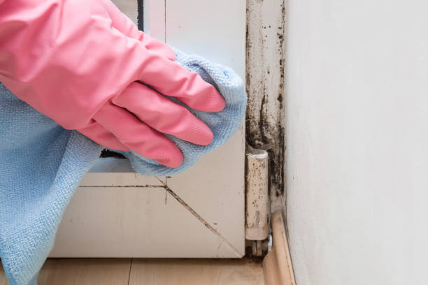 Best Kitchen Mold Remediation in Mulberry, OH